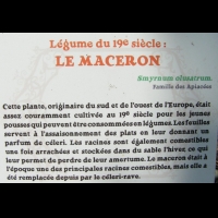 Maceron - Smyrnum olusatrum (fam. Apiacees)(02)